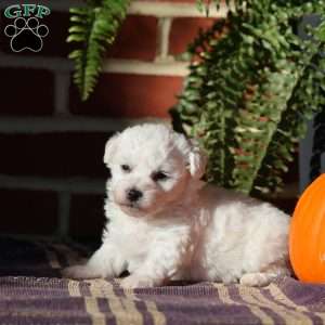 Gideon, Bichon Frise Puppy
